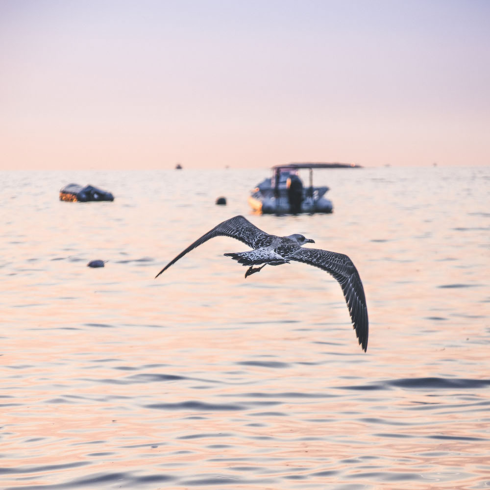 Seagull flying over the sea at dusk